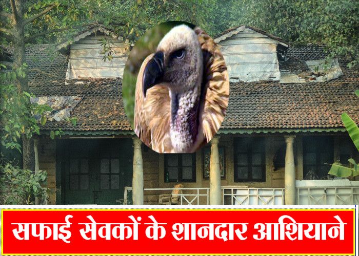 Vultures residences in mountains of Kymore इस अनोखे पहाड़ में हैं इको सिस्टम मैकेनिकों के बंगले, इनके लिए जन्नत है ये स्थान