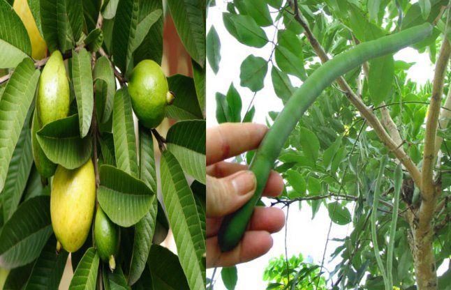 Amaltas beans अमलतास की फलियां कई रोगों में उपयोगी, अमरूद के पत्ते छालों में लाभकारी