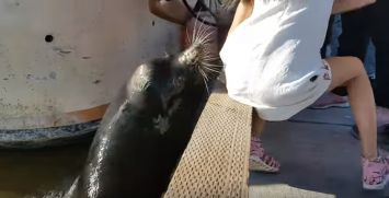 The sea lion hunting girl in sea आप भी देखिए: एक शख्स ने बच्ची को समुद्री शेर के मुंह से कैसे निकाला ?