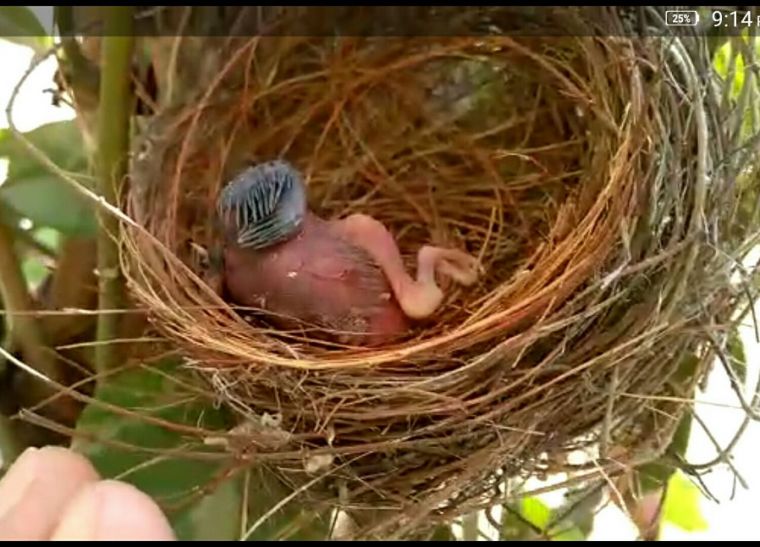 See How Did The Live Rescue Of This Bird द ख ए इस च ड य क ल इव र स क य क क स अ ज म द य फ सब क पर ल इव ब ठ पक ष व श षज ञ न Patrika News