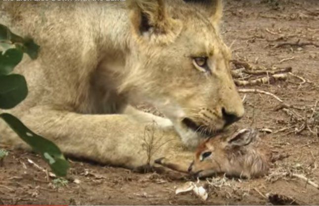 baby lion in hindi baby lion in hindi