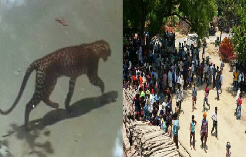 After Many Hours Forest Department Caught The Leopard In Allahabad News In Hindi - गांव में घुसे तेंदुए ने छह लोग को किया घायल, घंटों की मशक्कत के बाद आया पकड़ में |