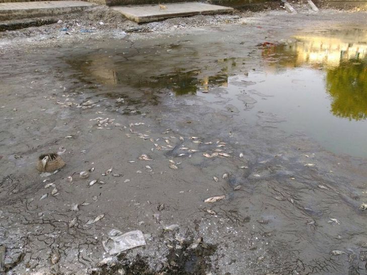 after 24 hours dead fish have not been removed ये है CM योगी के अफसर दूसरे दिन भी ईश्वरगंगी तालाब से नहीं हटी मरी मछलियां देखें वीडियो...