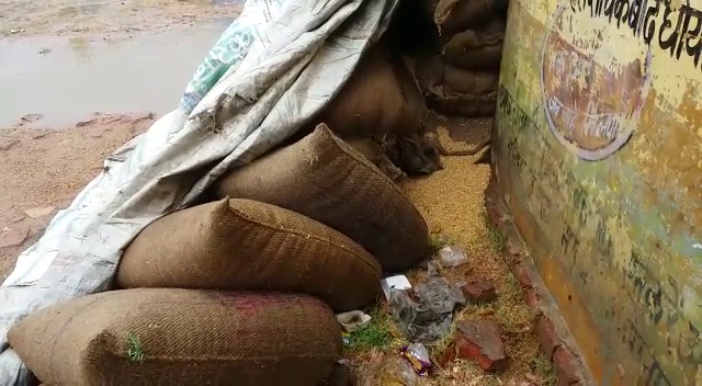Wheat Crop लापरवाही: किसानों से खरीदा गया हजारों क्विंटल गेहूं बरसात में भींगा