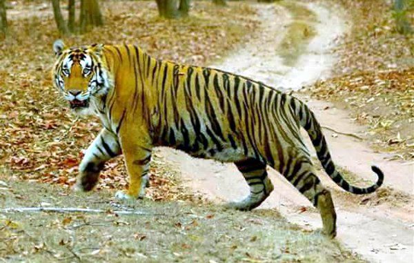 Tiger 213 (21) इस इलाके में है आदमखोर बाघिन की दहशत, किसान को बनाया शिकार