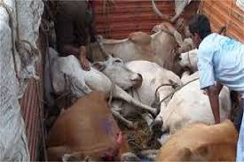 Animal trafficking जिले में पशु तस्करी का खुलासा, चार तस्कर गिरफ्तार