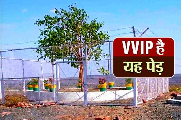 vvip इंसान की तरह होता है इस पेड़ का चेकअप, मंत्रियों से ज्यादा है सुरक्षा