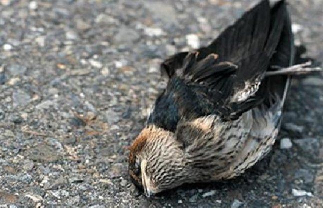Bird suicide भारत की इस रहस्यमयी जगह के बारे में शायद आपको न हो पता, यहां पक्षी करते हैं सुसाइड