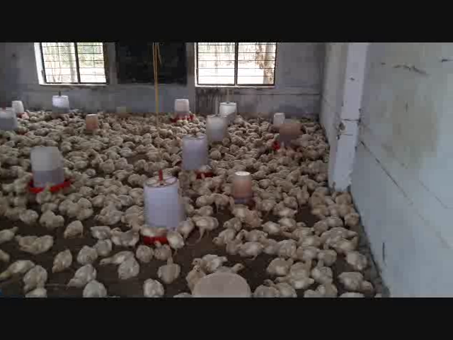 rampur school योगी जी, यूपी के इस स्कूल में नहीं दिखते बच्चे, बल्कि पल रही हैं मुर्गियां- देखें हैरान कर देने वाला वीडियो