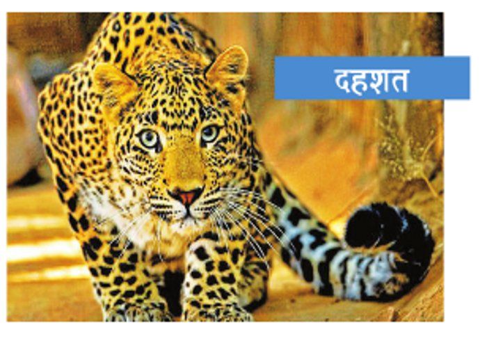 leopard लखनपुर के जंगल में रीछ और तेंदुआ