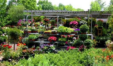 types of plants 10 लाख का ग्रीन हाउस मिलेंगे कई तरह के पौधे