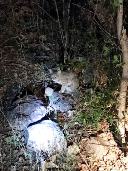 Hoshangabad
सतपुड़ा के जंगलोंं में मिली कैट फैमिली की सबसे छोटी सदस्य रस्टी स्पॉटेड कैट