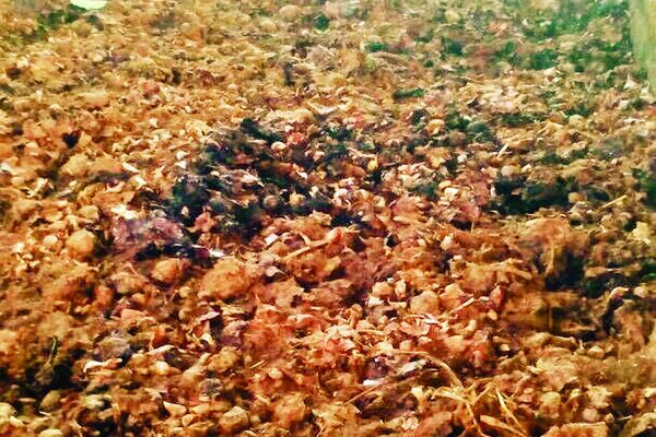 compost सब्जियों और फल से बनी 500 किलो खाद