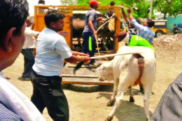 stray animals आवार पशुओं को पकड़ने फिर नगर निगम उतरा मैदान में
