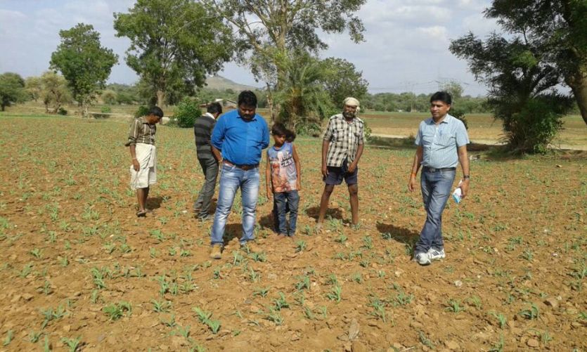 jhabua 23 फीसदी बुआई, कामलिया कीट का प्रकोप
