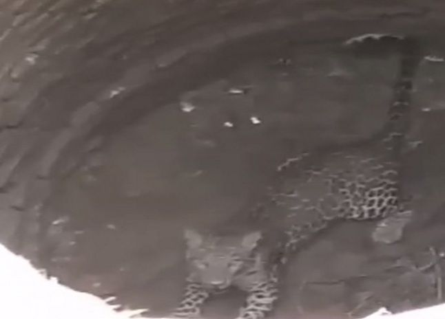 leopard fallen in well VIDEO : कई घंटे बीतने के बाद तेंदुआ अब भी कुएं में फंसा, तेंदुए को देखने लगा मेला