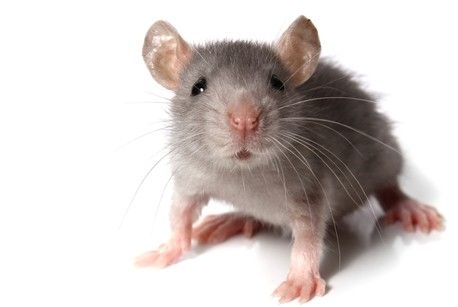 mouse LIVE VIDEO चूहा पहुंचा रिजर्वेशन कराने, खबर पढ़ें कहां जाना है इसे
