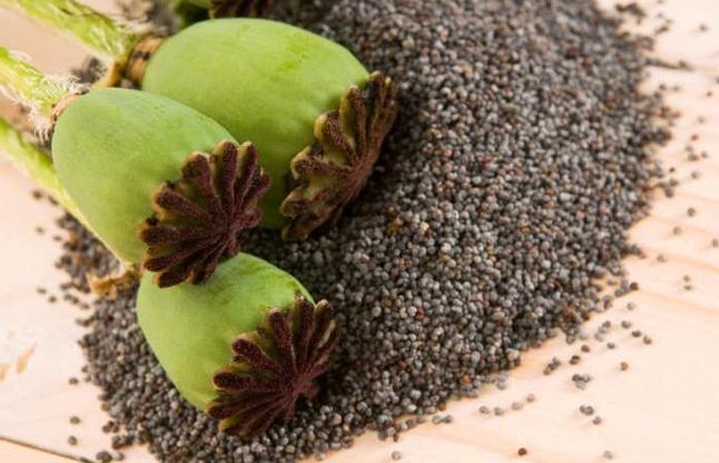 poppy seeds खसखस खाने से दूर होगी कब्ज और अनिद्रा