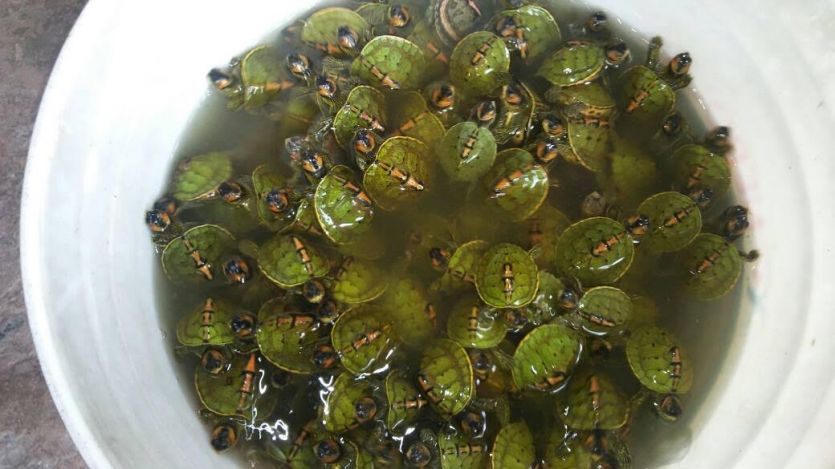 Turtle कछुओं की तस्करी के बड़े खेल का खुलासा, राजधानी लखनऊ से जुड़े तार