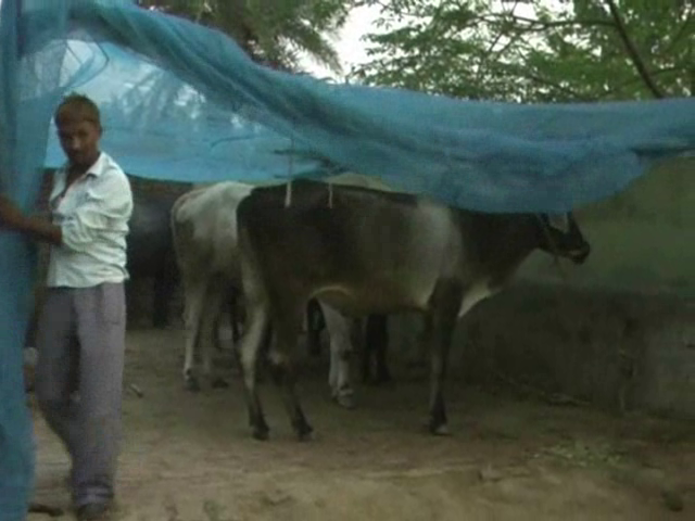 Animal under net बिजनौर के गावों में पशुओं को भी मिलता है वीआईपी ट्रीटमेंट, जानिए क्या है वजह