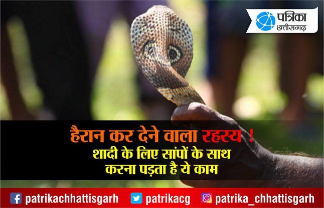 Raipur In Chhattisgarh Village People Give Snake Couple As Dowry To Daughter Video ह र न कर द न व ल रहस य श द क ल ए स प क स थ करन पड त ह य क म Patrika News