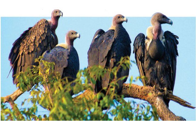 गिद्धों की कमी से खतरे की घंटी-chamatka rajasthan