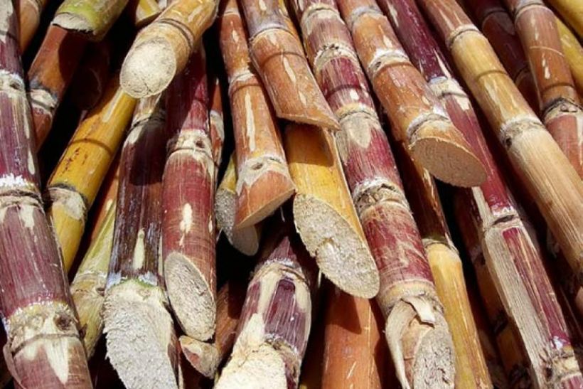 Sugarcane बदलती रही सरकार और बदहाल होता चला गया गन्ना किसान
