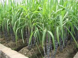sugarcane ...अब तने से नहीं, बीज से हो सकेगी गन्ने की खेती