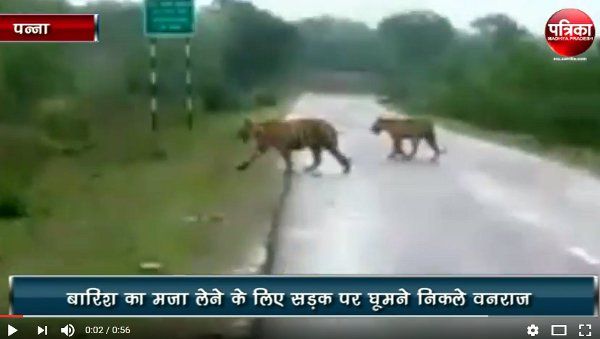 3 tigers seen of Panna tiger reverse बारिश का मजा लेने कुनबे सहित भ्रमण पर निकले वनराज, सड़कों पर इस तरह की अठखेलियां