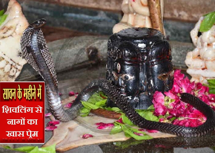 snake with shivling Videos: सावन के किसी एक सोमवार को यहां शिवलिंग पर जरूर आते हैं नागदेव, भगवान शिव के साथ नागदेवों ये 3 वीडियो देखकर आप भी चौंक जाएंगे