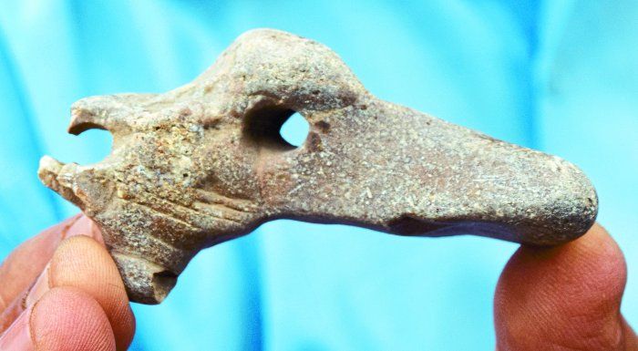 Dinosaur fossils, Dinosaur,dinosaur species found नर्मदा में मिला डायनासोर के मुंह का जीवाश्म, पहले से मौजूद है 7 करोड़ साल पुराना अंडा