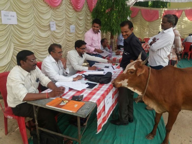 The stacked cow in front of the table. पढि़ए, अदालत में अर्जी लगाने गाय भी पहुंची