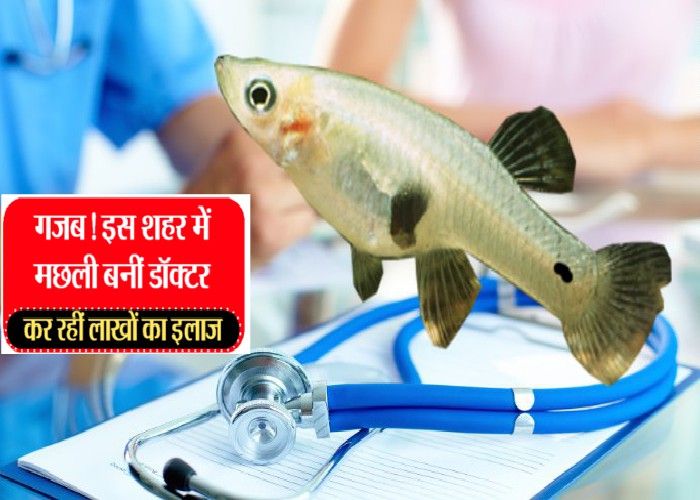 fish treating patients becoming a doctor यहां मछली बनीं डॉक्टर, कर रहीं लाखों लोगों का इलाज, वीडियो के साथ जानिए रोचक रहस्य