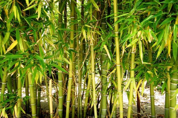 bamboo हराभरा मध्यप्रदेश : अब बांसों से किसानों की सुधरेगी की हालत