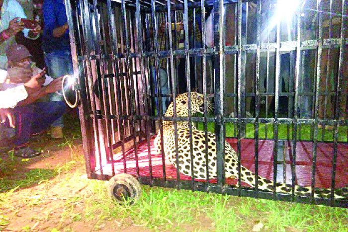 leopard capture in cage इस तेंदुए ने मासूम को बनाया था निवाला, घर के बाहर मिले थे हाथ-पैर के टुकड़े
