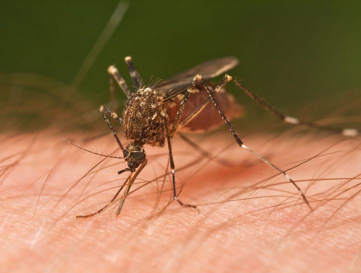 smart trap kill mosquito, protect you from disease रोबोट से मच्छरों का होगा काम तमाम