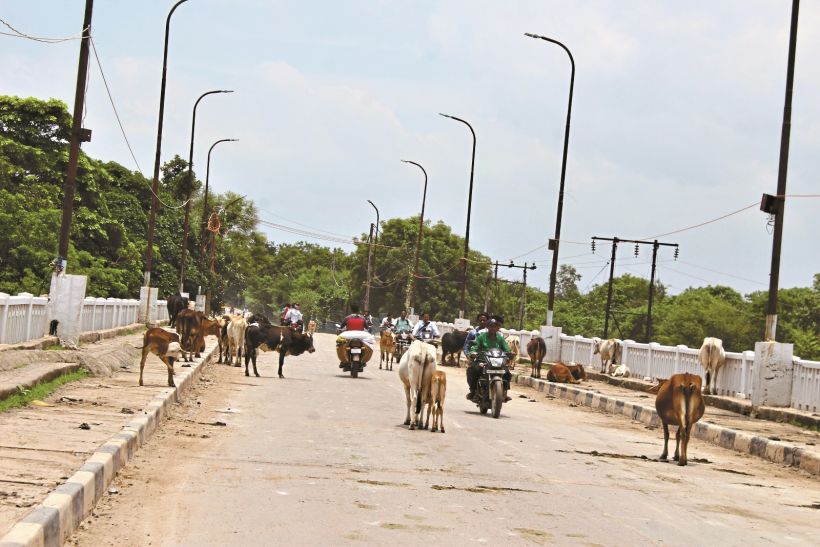 Stray cattle स्मार्ट सिटी की सड़कों पर आवारा मवेशियों का दंगल, हाईकोर्ट के निर्देश का नहीं हो रहा पालन