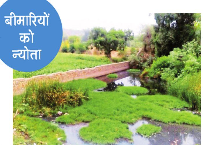 poisonous vegetable कहीं आप जहरीली सब्जी तो नहीं खा रहे?