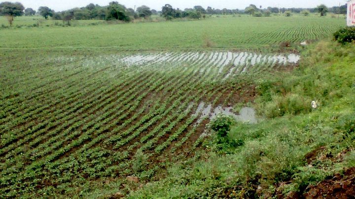slowing-rain-is-beneficial-for-kharif-crops धीमी गति की बारिश खरीफ फसलों के लिए फायदेमंद