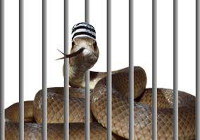 snake बेटा बोला- मां मेरी हथेली में किसी ने काटा है, फिर थोड़ी देर में ही हो गई मौत