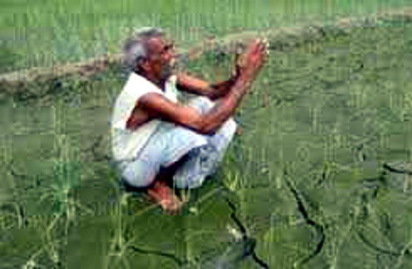 In the kingdom of Shiva, the farmer sold land to r किसान ने जमीन बेचकर चुकाया खाद बीज का ऋण, देखिए सुशासन की असली कहानी