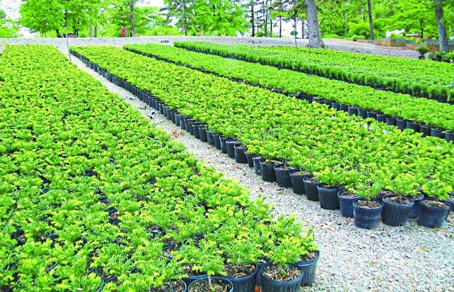 Tree planation बच्चों का खेल बन गया पर्यावरण संरक्षण, चार साल में रोपे 14 लाख पौधों का पता नहीं