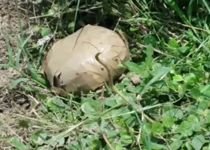 Shahjahanpur यूपी विधानसभा में विस्फोटक के बाद यहां मिले कई बम, ब्लास्ट में ग्रामीण घायल