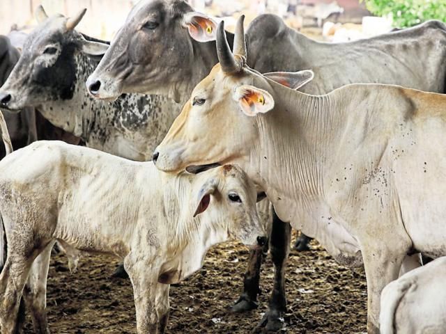 Muslim Youth गाय को बचाने में तीन मुस्लिम युवकों गई जान,अजमेर शरीफ से लौट रहे थे