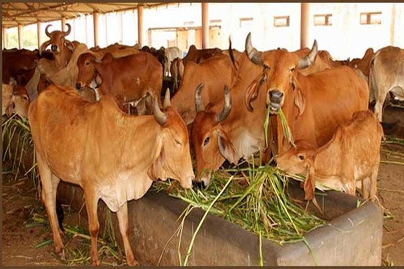 cow गौरक्षा के लिए बड़ी पहल, देश में पहली बार शुरू हुआ गायों का बीमा