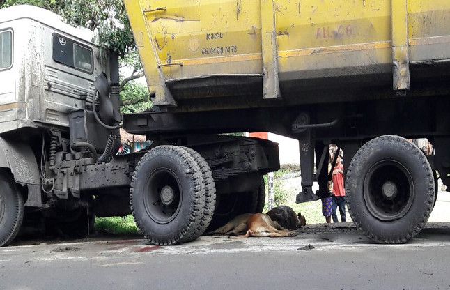 Cow protection gang not aware आवारा मवेशी बन रहे खतरा, गौ रक्षक बने अंजान