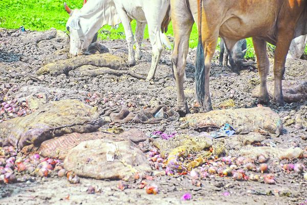 onion मंडी में सड़ गए करोड़ों के प्याज, व्यापारी नहीं उठा रहे बोरियां, बदबू से परेशान हो रहे लोग