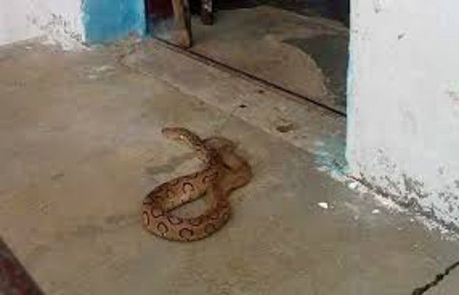 Sleeping on the bed, suddenly snake in the middle खाट पर सो रहे थे पति-पत्नी और बच्चा, अचानक बीच में घुस गया सांप, फिर जो हुआ...