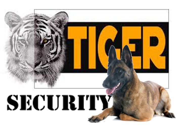 Belgian Malinin, Belgian Shepherd dog अमेरिकी राष्ट्रपति ट्रंप की सुरक्षा करने वाला डॉग बना कान्हा के बाघ का बॉडीगॉर्ड