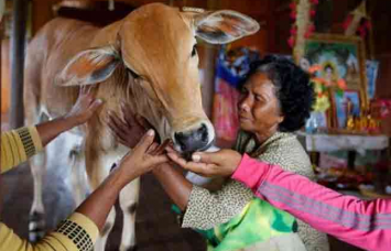 woman marries calf woman marries calf